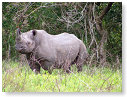 Rhino Black 03