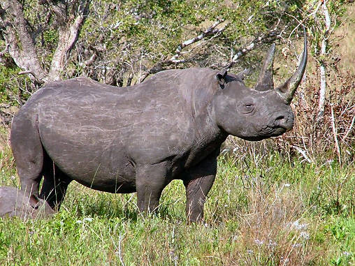 Rhino Black 13