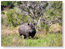 Rhino Black 06