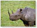 Rhino Black 05