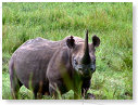 Rhino Black 01