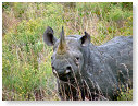 Rhino Black 22
