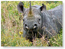 Rhino Black 21