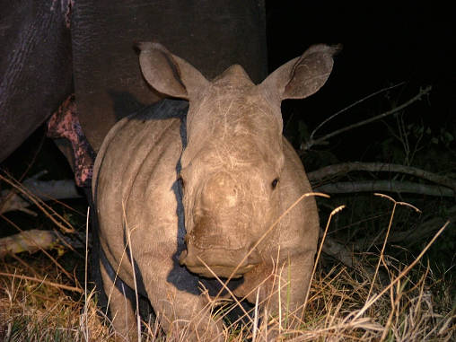 Rhino White Night 03