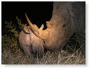 Rhino White Night 02