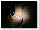 Rhino White Night 01