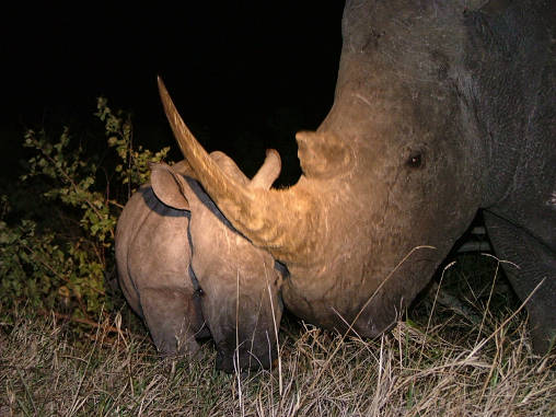 Rhino White Night 02