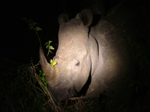 Rhino White Night 01