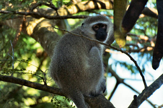 Vervet Monkey 07