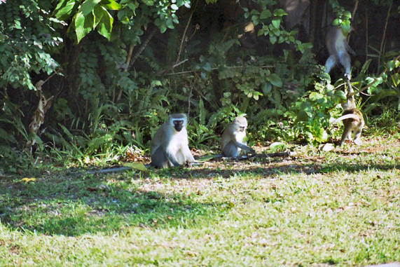 Vervet Monkey 02