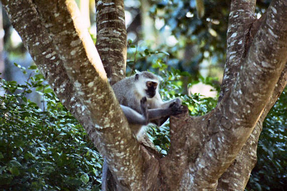 Vervet Monkey 08