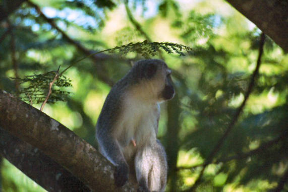 Vervet Monkey 05