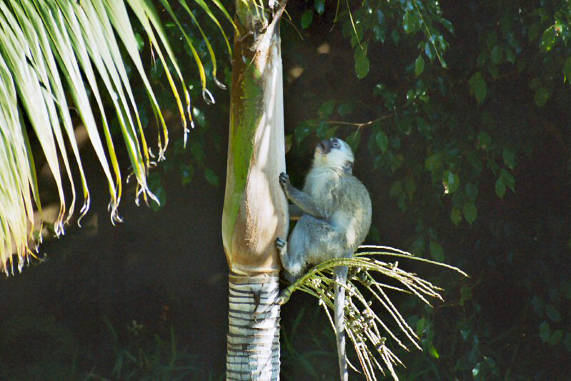 Vervet  Monkey 01