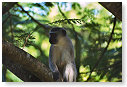 Vervet Monkey 04
