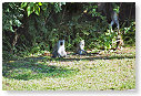 Vervet Monkey 02
