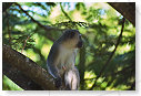 Vervet Monkey 05