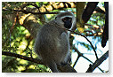 Vervet Monkey 07