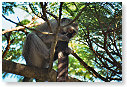 Vervet Monkey 06