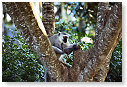 Vervet Monkey 08