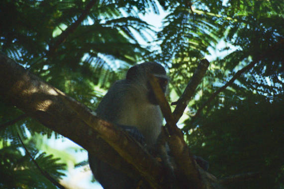 Vervet Monkey 03