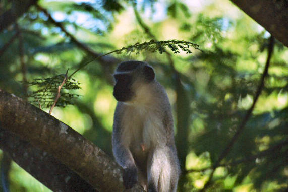 Vervet Monkey 04