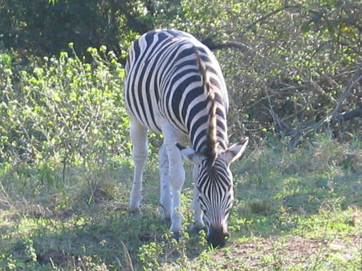 Zebra 02