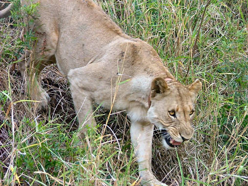 African Lion Female 04