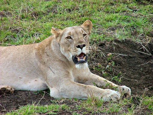 African Lion Female 05