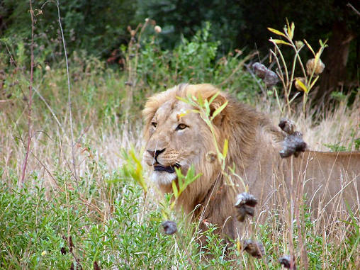 African Lion Male 02