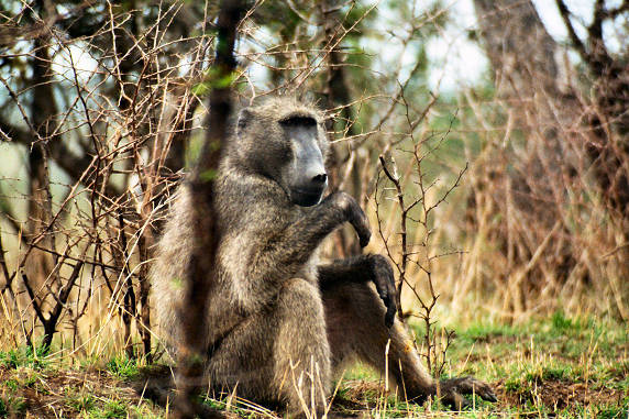 Baboon 01