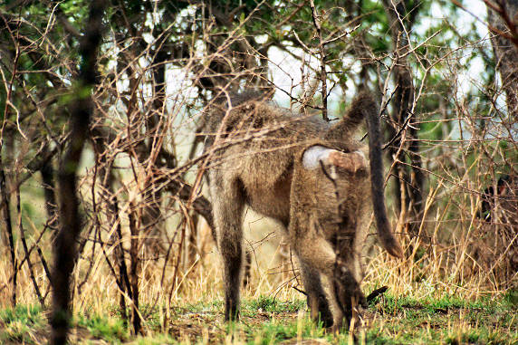 Baboon 03