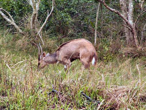 Bush Buck