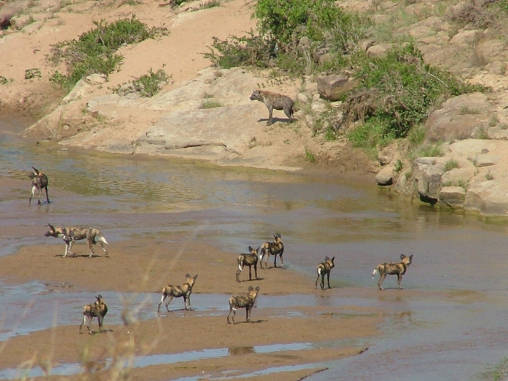 Cape Wild Dogs & Spotted Hyena 03