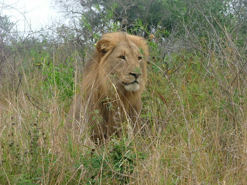 African Lion Male 03