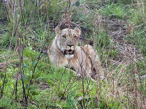 African Lion Female 03