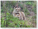 African Lion Female 03