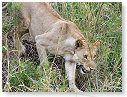 African Lion Female 04