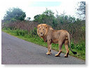 African Lion Male 01
