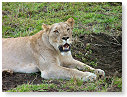 African Lion Female 05
