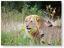 African Lion Male 02