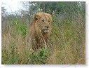 African Lion Male 03