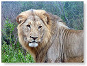 African Lion Male 04