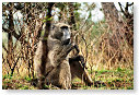 Baboon 01
