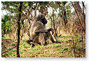Baboon 02