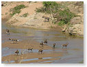 Cape Wild Dogs & Spotted Hyena 03