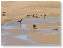 Cape Wild Dogs 01