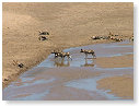 Cape Wild Dogs 02