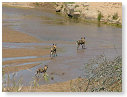 Cape Wild Dogs 04
