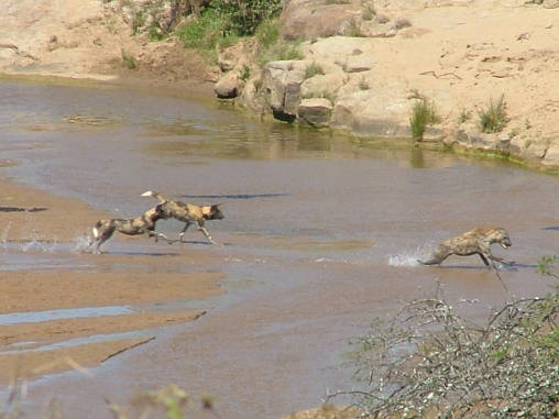Cape Wild Dogs & Spotted Hyena 01