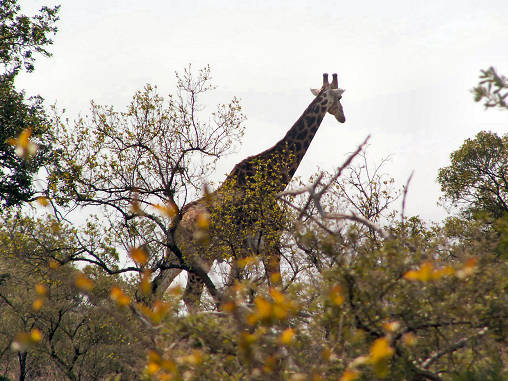 Giraffe 05
